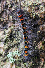 Selective focus Macrobrochis gigas caterpillars, black with soft white fluff on mossy rocks at the beginning of the rainy season. These caterpillars are non-poisonous and in the middle of lush forest.
