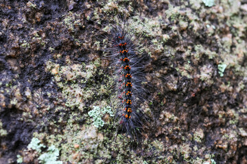 Selective focus Macrobrochis gigas caterpillars, black with soft white fluff on mossy rocks at the beginning of the rainy season. These caterpillars are non-poisonous and in the middle of lush forest.