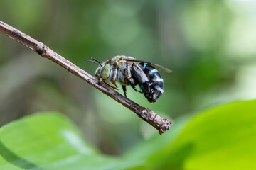 Close-up blue-banded bee on green leaves in the forest during the rainy season. Green nature background.