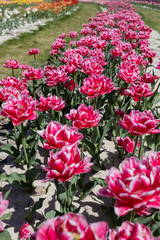 Fototapeta premium Amazing nature concept. flowerbed with pink-crimson tulips on a sunny day. Natural view of blooming tulips in the garden. spring flower background. Delicate flowers, Beauty of nature