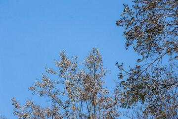 Beautiful summer white flower tree branches with wind, sky background