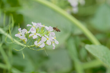 Honeybee on raphanus caudatus (rat-tail radish)