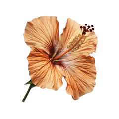 A hibiscus flower png.