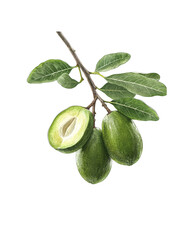 A feijoa, isolated on a transparent background. A Feijoa with Leaf