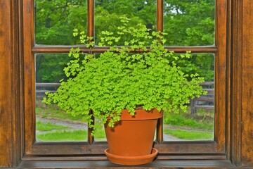 Lush Green Selaginella in Terracotta Pot, Rustic Window Setting