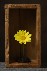 A single yellow daisy growing in soil inside a wooden box.