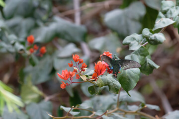 Paris peacock butterfly on the Bougainvillea