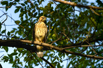Juvenile Red-Tailed Hawk (Buteo jamaicensis) Looks Down From Perch in Tree One Talon Tucked Up