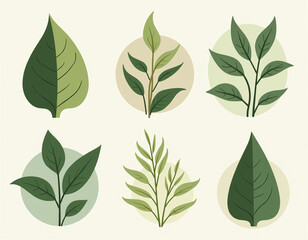 Obraz premium set of green leaves