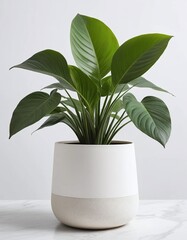 White cement pot with plant