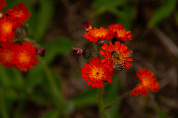 Close-up of a bee collecting nectar from bright red Fox and Cubs wildflowers set against a green background, showcasing the beauty of nature and the importance of bees in pollination and ecosystems.