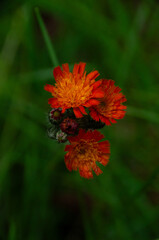 A close-up view of bright red Fox and Cubs wildflowers set against a natural green background, showcasing the beauty of nature in our ecosystems.