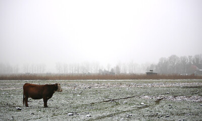 Left standing in the snow