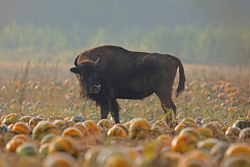 Żubr (Bos bonasus), wisent © Bartosz Rakoczy