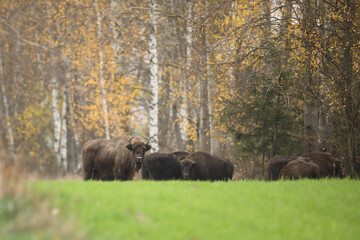 Żubr (Bos bonasus), wisent © Bartosz Rakoczy