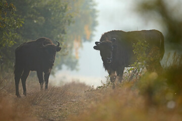 Żubr (Bos bonasus), wisent © Bartosz Rakoczy