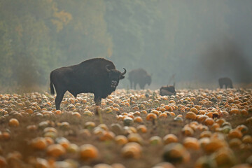 Żubr (Bos bonasus), wisent © Bartosz Rakoczy