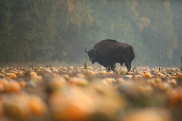 Żubr (Bos bonasus), wisent
