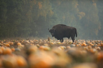 Żubr (Bos bonasus), wisent © Bartosz Rakoczy