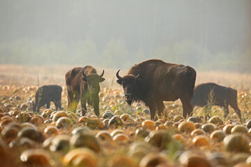 Żubr (Bos bonasus), wisent © Bartosz Rakoczy