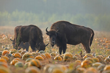 Żubr (Bos bonasus), wisent © Bartosz Rakoczy