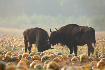Żubr (Bos bonasus), wisent © Bartosz Rakoczy