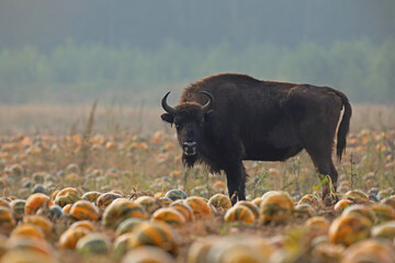 Żubr (Bos bonasus), wisent © Bartosz Rakoczy