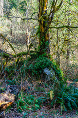Mossy Tree With Ferns