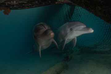 Dolphin swimming in the Red Sea, Eilat Israel
