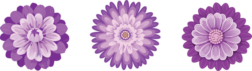 Purple Chrysanthemum Vector illustration Set &ndash; Elegant Floral Illustrations. Chrysanthemum Clipart &ndash; Floral Elements for Design Projects. Chrysanthemum Flowers &ndash; Botanical Vector Collection
