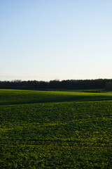 Scenic view of a field against sky