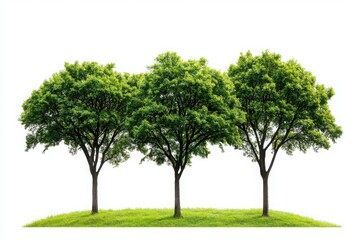Fototapeta premium Three lush green trees standing gracefully against a pristine white background