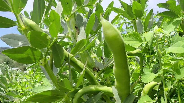 broad bean, broad, bean, fava, faba, plant, broad bean plant, pod, broad beans, vegetable, green, food, fresh garden, beans, agriculture, closeup, legume, organic, healthy, nature, vegetarian, natural