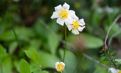 Erythronium montanum blossom. Avalanche lily garden flower with fragile petals. Lily flower in nature. Summer nature. Flowering Erythronium, copy space. Flower of lily plant. Floral nature