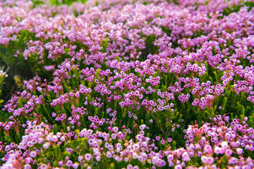 Pink mountain heather meadow flower. Meadow with wildflower of mountain heather flower in nature. Summer nature. Flowering plant. Flower in nature. Floral heather blossom