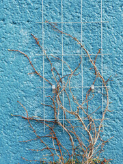 Spring vines on azure blue wall