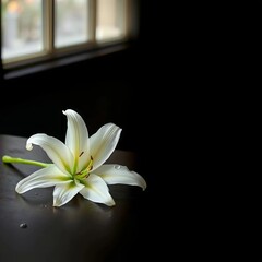 white lily on a black background