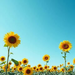 sunflowers on blue sky