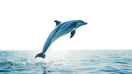 Playful Dolphin Leaping Joyfully Mid Air Showcasing Sleek Physique isolated on White Background. Swimming in clear waters, showcasing natural beauty of marine wildlife in a stunning underwater scene.