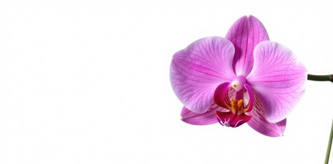 Obraz premium Single orchid stem isolated on white background, simple, single bloom