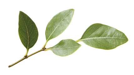 Fototapeta premium Sprig with green bay leaves growing on transparent background