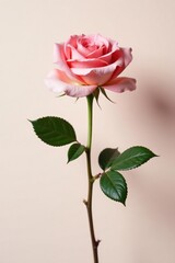 Fototapeta premium Single rose in a simple yet elegant composition, bloom, simple