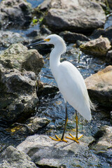 Pensive snowy egret