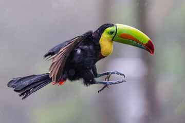 Ramphastos sulfuratus, The keel-billed toucan, in flight
