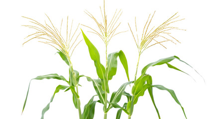 Three corn stalks growing against transparent background