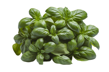 A vibrant bunch of fresh, organically grown basil leaves.