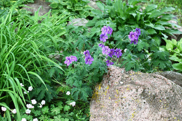 Fragment of a summer green flower bed with a day lily, hosts and a geranium among big stones. Violet and white flowers of geraniums are allocated on the general background.