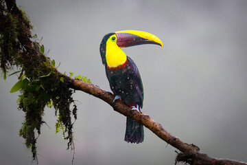 The yellow-throated toucan, Ramphastos ambiguus is a Near Threatened species