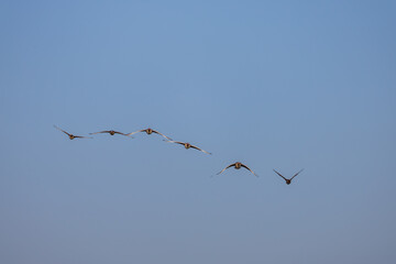 Wild geese flying in the blue sky