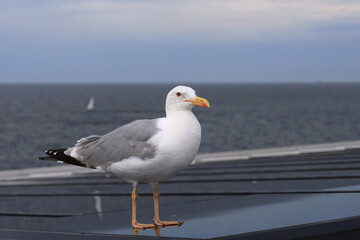Photo of a seagull standing on the deck of a ferry sailing across the Gulf of Finland. Selective focus